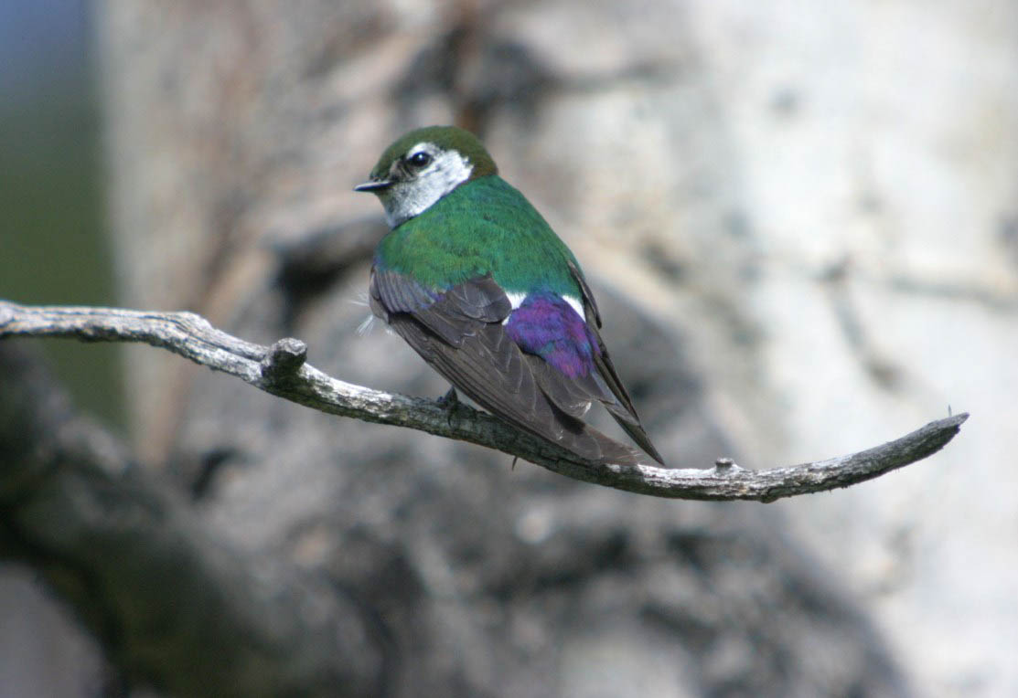 Violet-green Swallow by Ron Harden